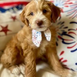 Sunny - Red female Aussiedoodle puppy in St George, Utah from Peachydoodlepups