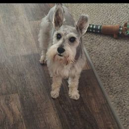 Branch - Miniature Schnauzer