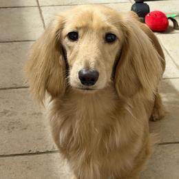 Wilder - Dachshund