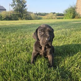 Cosmo - Black male Great Dane puppy in Arpin, Wisconsin from Arpin Great Danes