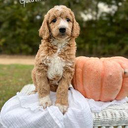 Kate Spade - Apricot female Goldendoodle puppy in Grove, Oklahoma from Guinn Family Farms