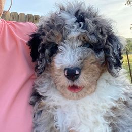Green collar-blue eyes - Blue merle male Bernedoodle puppy in Millsap, Texas from Gaston’s Posh Poodles and Doodles