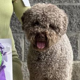 Chip - Lagotto Romagnolo
