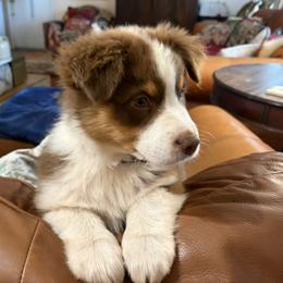 Little Bit - Red tri-color female Australian Shepherd puppy in Esparto, California from Cutting Up Ranch  Australian Shepherds