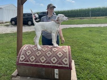 English Setter Puppies from Woodsway Kennel