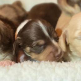 Panda - Chocolate and cream male Dachshund puppy in Oklahoma City, Oklahoma from OkieDoxieland Dachshunds