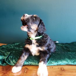 Bernedoodle Puppies from Badlands Bernedoodles