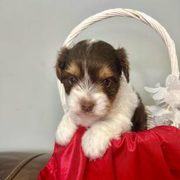 Eminie - Chocolate tan and white female Biewer Terrier puppy in Winston Salem, North Carolina from LaythStone