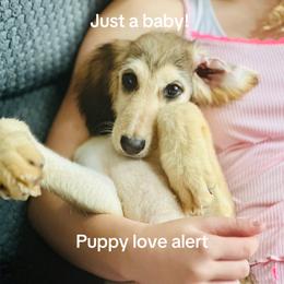 Domino female - Blue and cream female Afghan Hound puppy in Carlisle, Pennsylvania from Winterberry Afghan Hounds