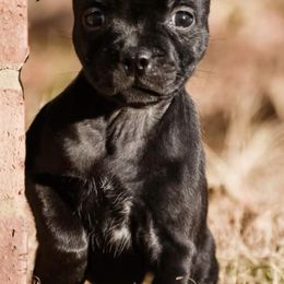 Staffordshire Bull Terrier Puppies from GrimLock Staffords