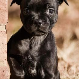 Staffordshire Bull Terrier Puppies from GrimLock Staffords