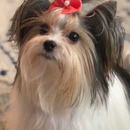Biewer Terrier All Grown Up from Crystal Walker