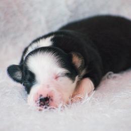 Poppy - Black tri female Miniature American Shepherd puppy in Chocowinity, North Carolina from Foxtail Hollow