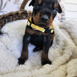 Twinkle - Black and rust female Doberman Pinscher puppy in Robinson, Pennsylvania from Makkr Ridge Dobermans LLC