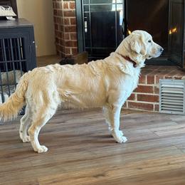 Bella - Golden Retriever
