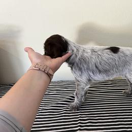 Wirehaired Pointing Griffon Puppies from American Patriot Kennel