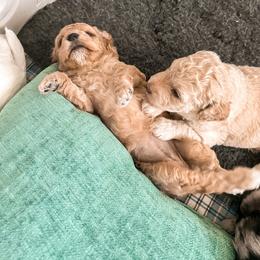 Goldendoodle Puppies from The Dood Effect