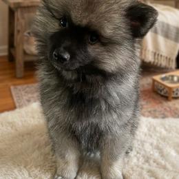 Remy - Black and silver male Keeshond puppy in Morrison, Colorado from Mary Schooner