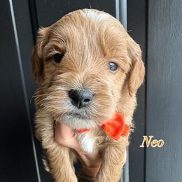 Neo - Red  male Goldendoodle puppy in Adolphus, Kentucky from Deerly Poodles