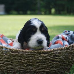 Dachshund and English Springer Spaniel Puppies from Indian Creek Springers