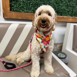 Daisy - Goldendoodle