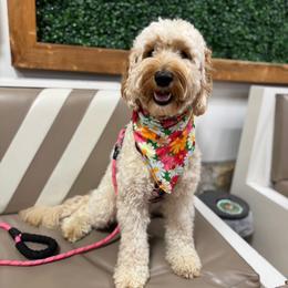 Daisy - Goldendoodle