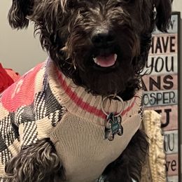 Poodles, Schnoodles, Yorkipoos, and Yorkshire Terriers from Royal Crown Keeper LTD