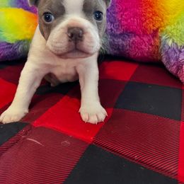 Boston Terrier Puppies from Heather's Boston Babies