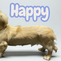 Happy akc breeding prospect embark clear pra clear - Cream male Dachshund puppy in Magnolia, Texas from Carrie’s Countryside Dachshunds