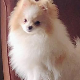 Pomeranians from BEL-FRE POMERANIANS