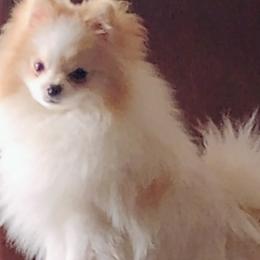 Pomeranians from BEL-FRE POMERANIANS