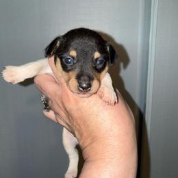K Pup 3 - White black and tan female Toy Fox Terrier puppy in Clermont, Florida from Debbie Hiles's Toy Fox Terriers
