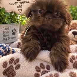 Danny blue - Chocolate male Shih Tzu puppy in Augusta, Maine from Zulas Shih Tzu of Maine