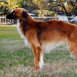 Silken Windhounds from Jennifer Ceballos