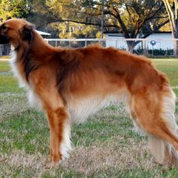 Silken Windhounds from Jennifer Ceballos
