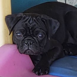 Wishbone - Black male Pug puppy in Madera, California from Hills Pugs