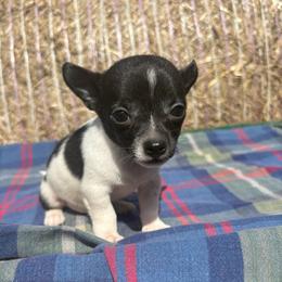 Skipper - Black and white male Chihuahua puppy in Utica, Ohio from Poodle Me Crazy