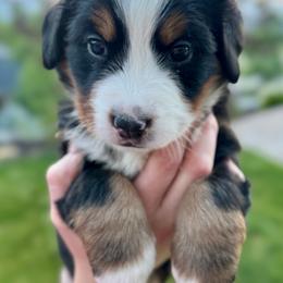 Bernese Mountain Dog Puppies from Cocos Puppy Tales