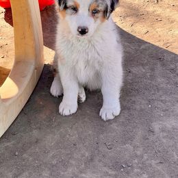 Malbec - Blue merle Australian Shepherd puppy in Washington from White House Australian Shepherds