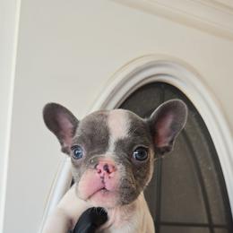 Summer - Blue female French Bulldog puppy in Lubbock, Texas from West Texas Dachshunds LLC