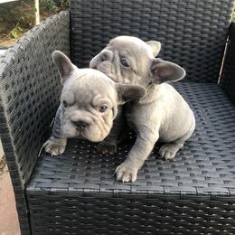 French Bulldog Puppies from NeighborHood Frenchies