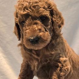 Paddy - Red  male Goldendoodle puppy in Seymour, Tennessee from Lollie's Doodles
