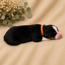 Moss - Black tri male Miniature Australian Shepherd puppy in Oroville, California from Diamond Arrow Aussies