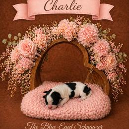 Charlie - Parti female Miniature Schnauzer puppy in Winter Haven, Florida from The Blue Eyed Schnauzer