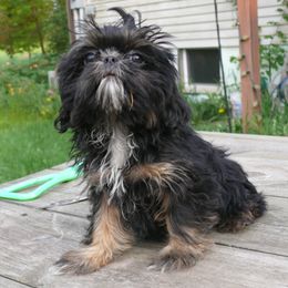 Dinah - Shih Tzu