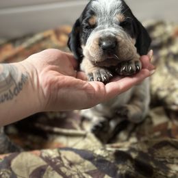 Bluetick Coonhound Puppies from Lone River Blueticks