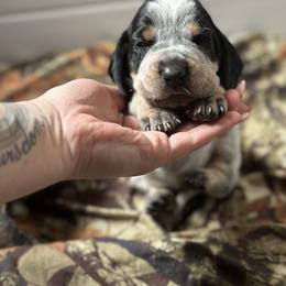 Bluetick Coonhound Puppies from Lone River Blueticks
