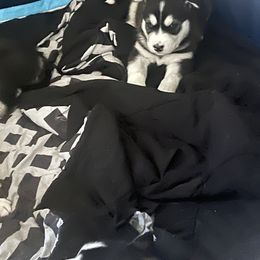 Siberian Husky Puppies from Cute Canines & Corp