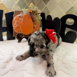 Kenzie (F2bb red girl) - Blue merle female Aussiedoodle puppy in Midlothian, Texas from Gray Doodles
