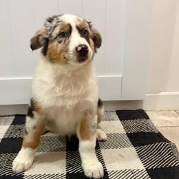 Butch - Blue merle male Australian Shepherd puppy in Preston, Idaho from KC Bar Ranch Aussies